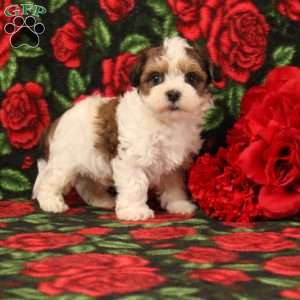 Howard, Morkie-Poo Puppy